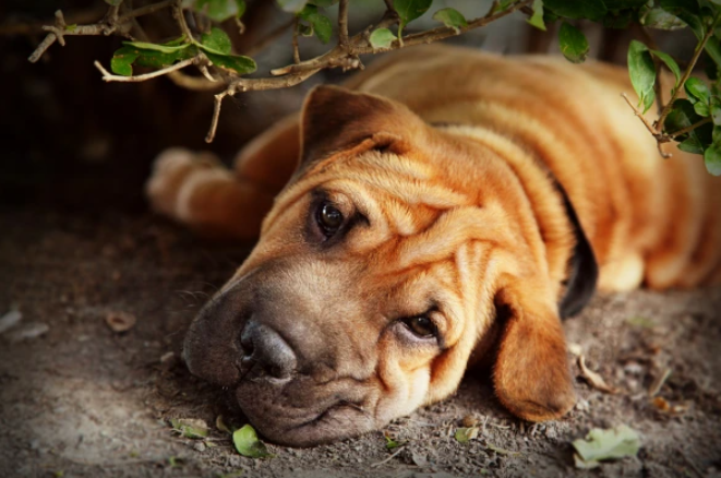 Sharpei